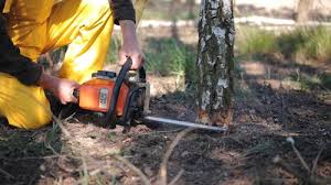 Professional Tree Services in Patterson Tract, CA